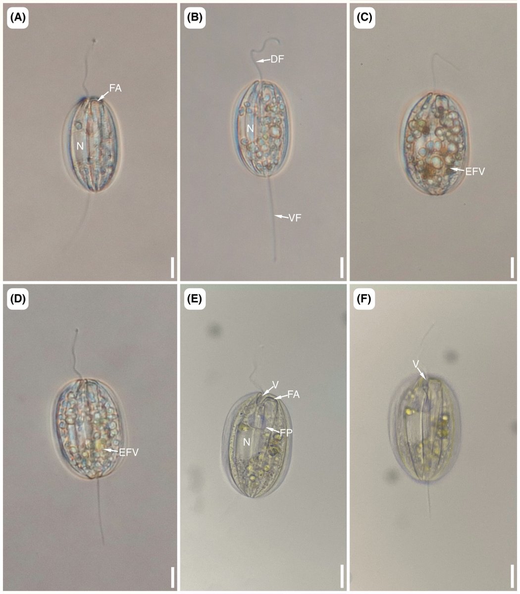 JEukMicro's tweet image. Ultrastructure of Olkasia polycarbonata (Euglenozoa, #Euglenida) demonstrates cytoskeletal innovations associated with the feeding and flagellar apparatuses
Maia V. Palka, et al.
onlinelibrary.wiley.com/doi/10.1111/je…
#protists #OpenAccess