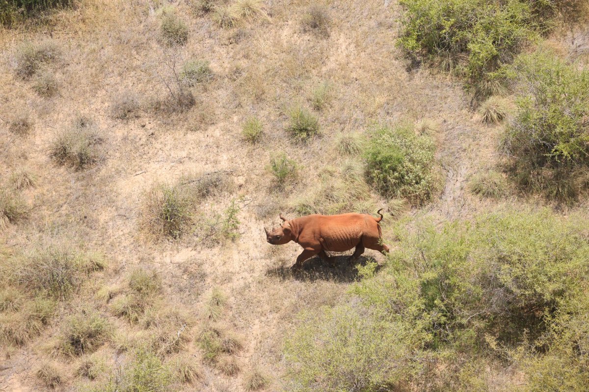 NATIONAL WILDLIFE CENSUS (2024-2025) UPDATES: When the aircrafts take to the skies for wildlife census, the aerial team does more than count animals on the ground.  

The  trained observers—Front Seat Observers (FSOs) and Rear Seat Observers (RSOs)—scan the vast landscapes below