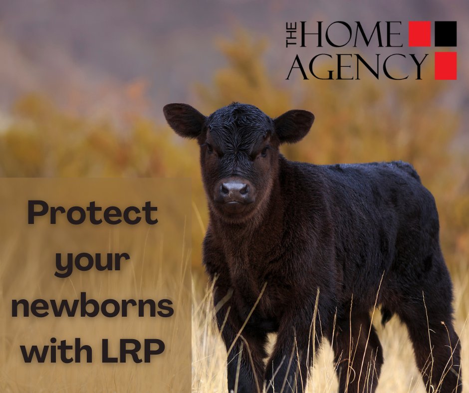 With calving season upon us, look at putting a price floor on your newborns with Livestock Risk Protection (LRP). Give one of our agents a call today at 800.245.4241.