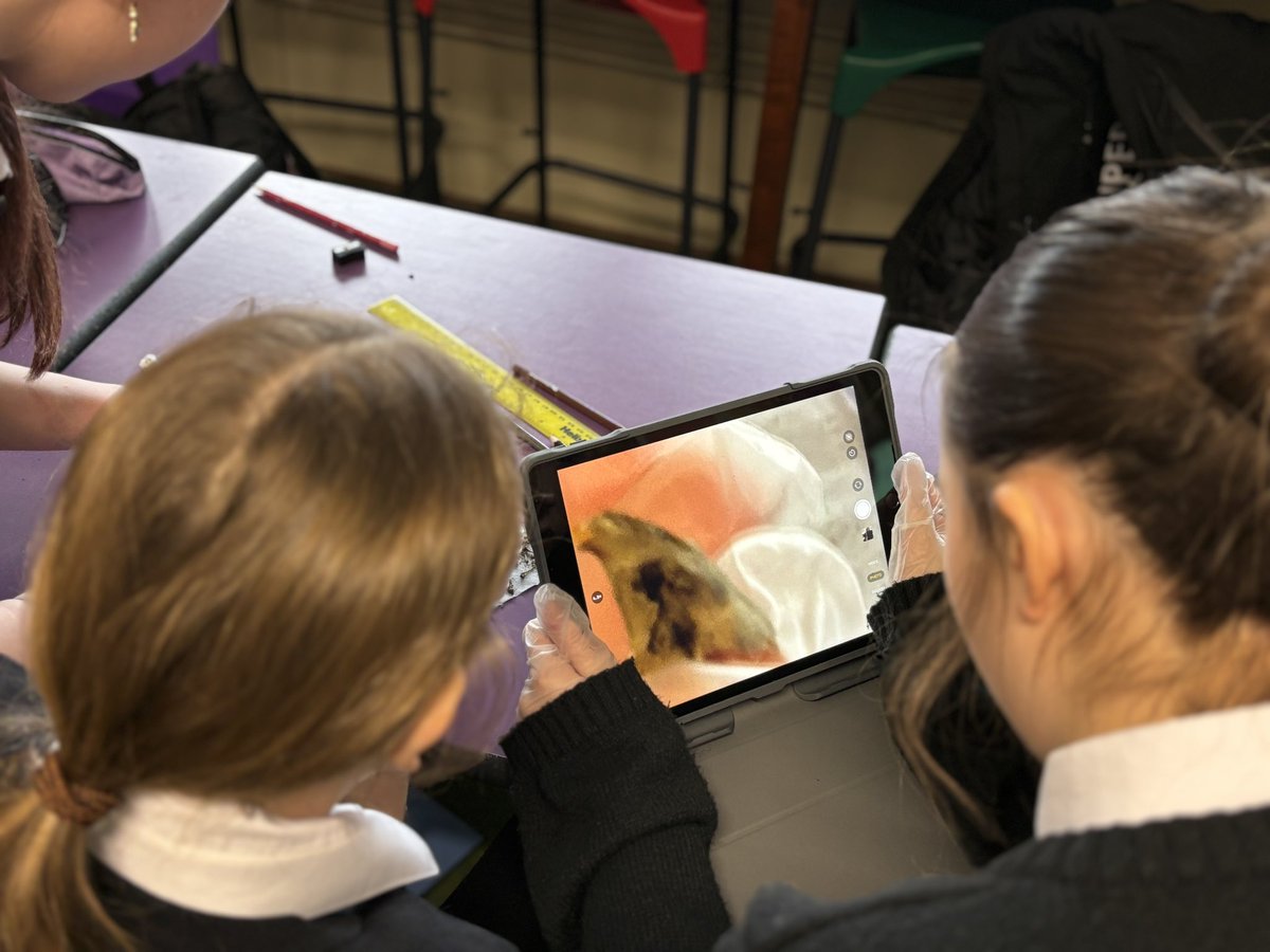 S1 PBL got hands-on with owl pellet dissection today as part of our ‘Survive or Thrive’ project—equal parts excitement and disgust! Fascinating to see what these nocturnal hunters have been dining on. #STEM #HandsOnLearning <a href="/BxaLearning/">BXA Project Based Learning</a>