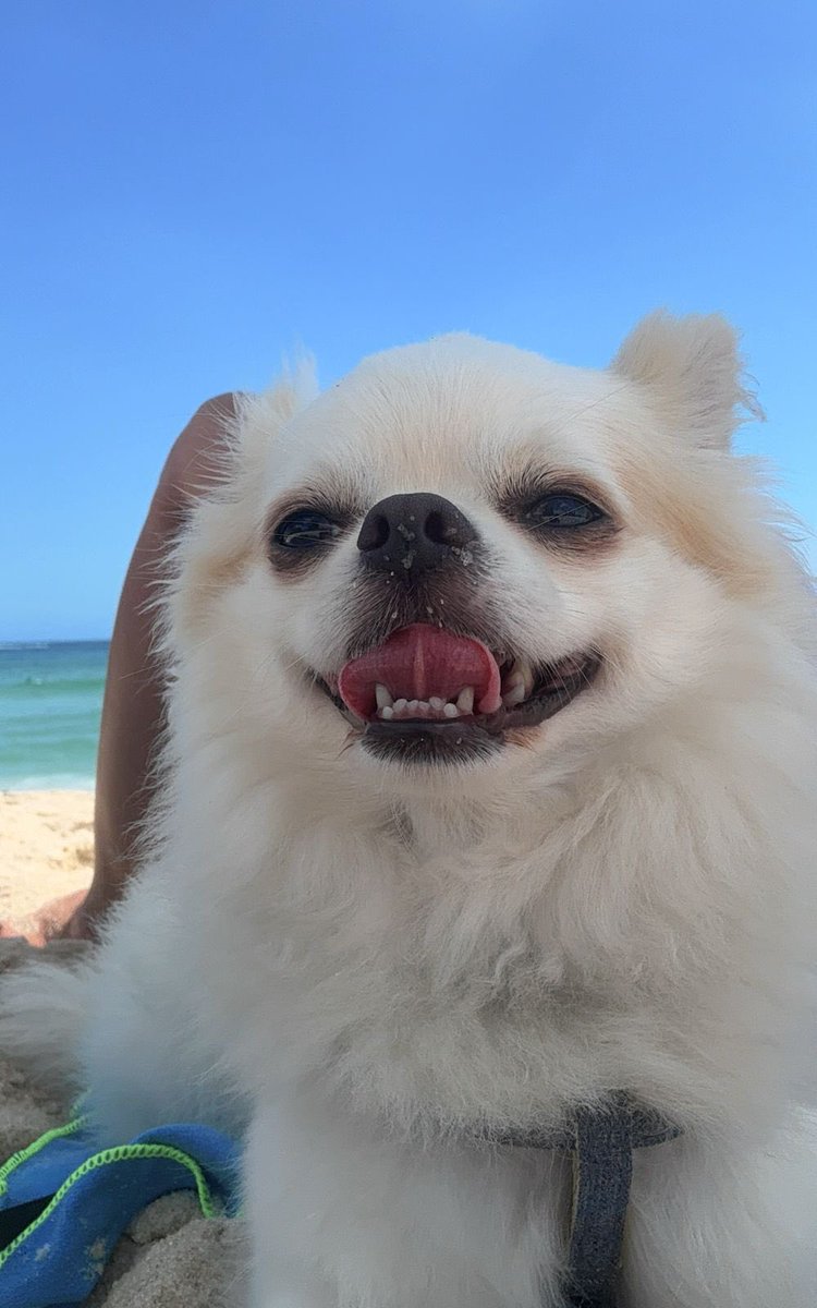 pudim agora reconhece a palavra “praia” kkkk