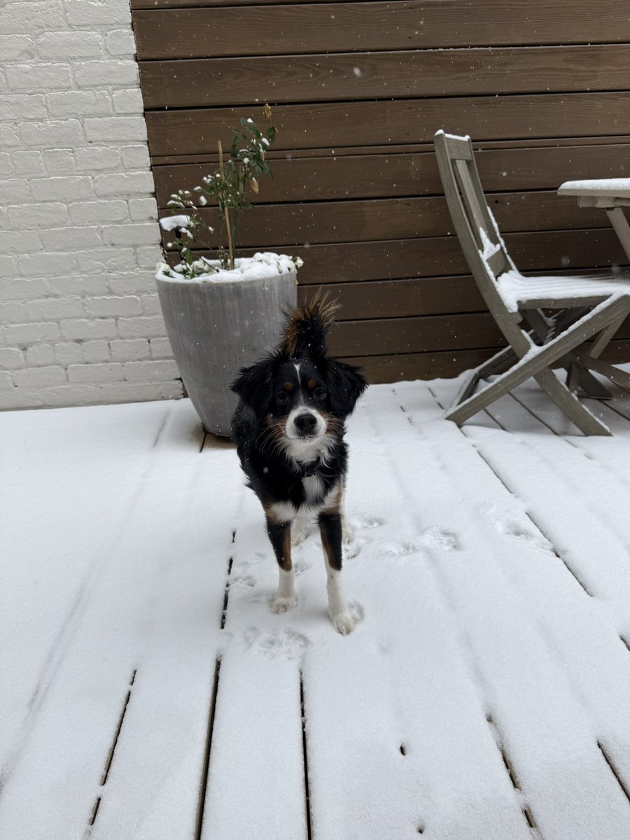 Dog?