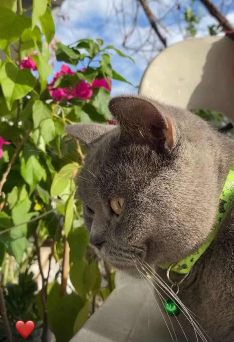 Kayıp İlanı!  
ÖDÜLLÜ İLAN!  
kedim Leo kayboldu 
Ekleyen: Şule Elit
Muğla - Seydikemer - Seydikemer
kayiphayvanlar.com/detail/458
#kayıp #kedi #köpek #kayıphayvan #kayıphayvanlar
