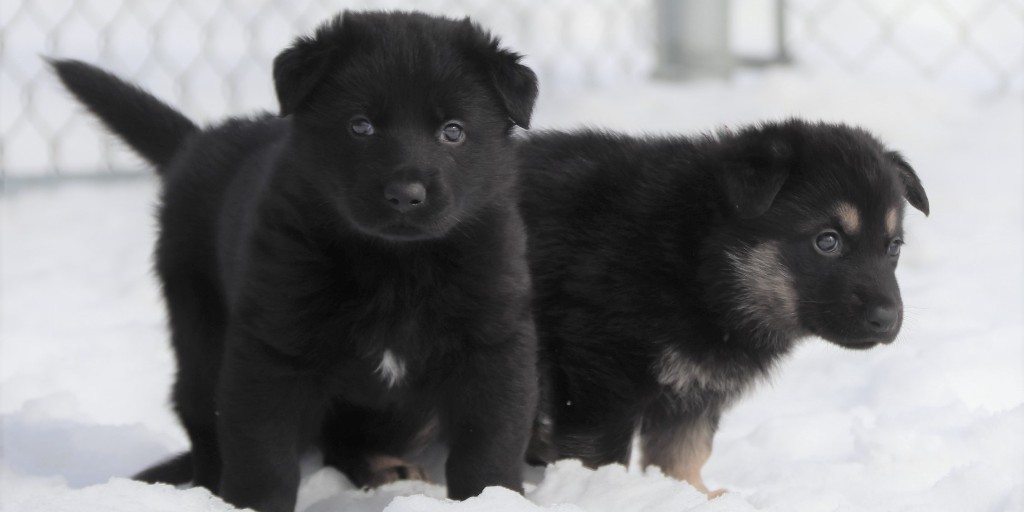 ✨ 🐾 Unleash your creativity! The RCMP’s 2025 #NameThePuppy Contest starts today! Contestants must live in Canada and be between the ages of 4 to 14. All names must start with the letter “A”. 🐾✨ Enter online: rcmp.ca/puppy