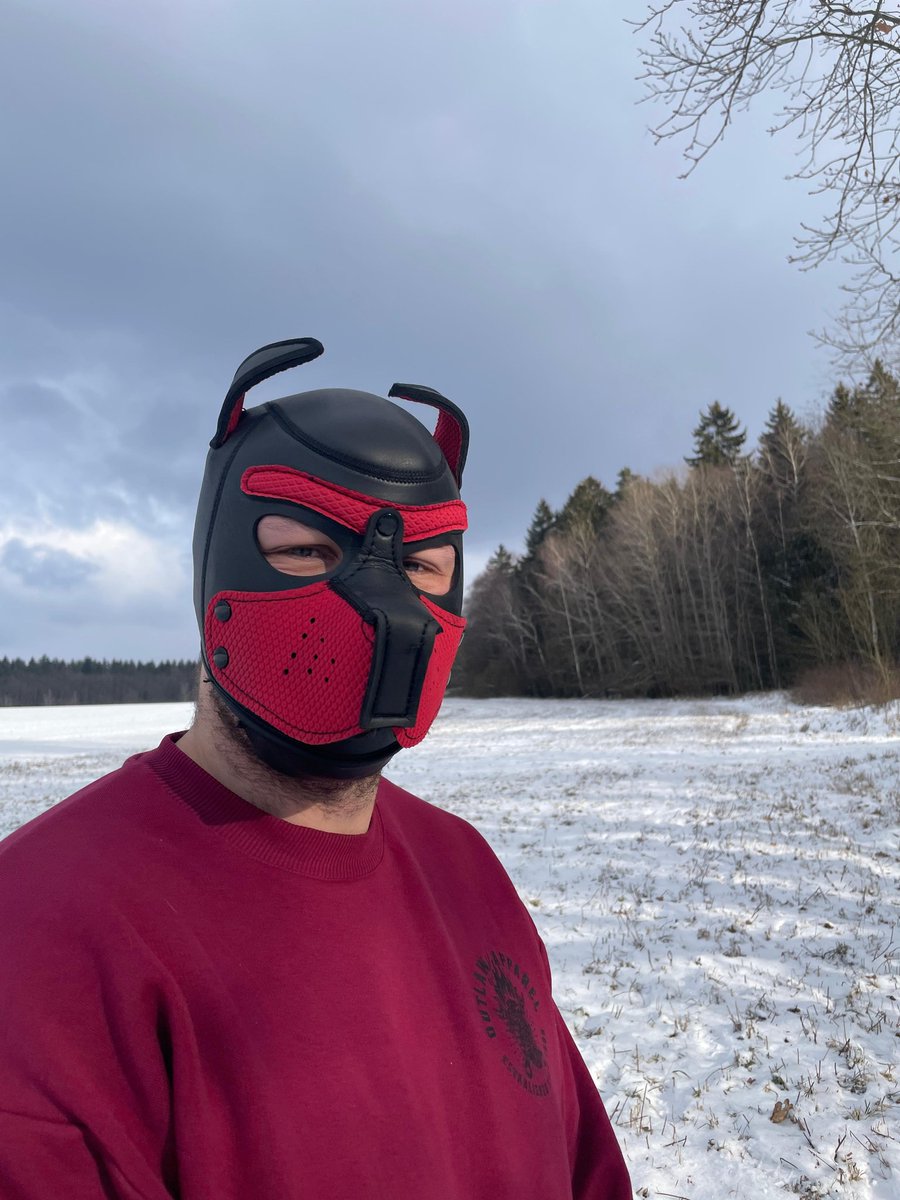 ThepupRexo's tweet photo. Finally a new photo❄️Awooo🐾 https://t.co/8inGxavpug
