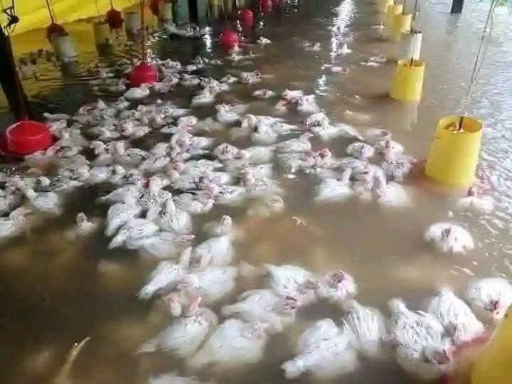 mbalis_bakery's tweet image. The rain needs to stop now, it’s becoming excessive and causing financial losses for many. With dams and rivers already full, the risk of further damage is increasing.