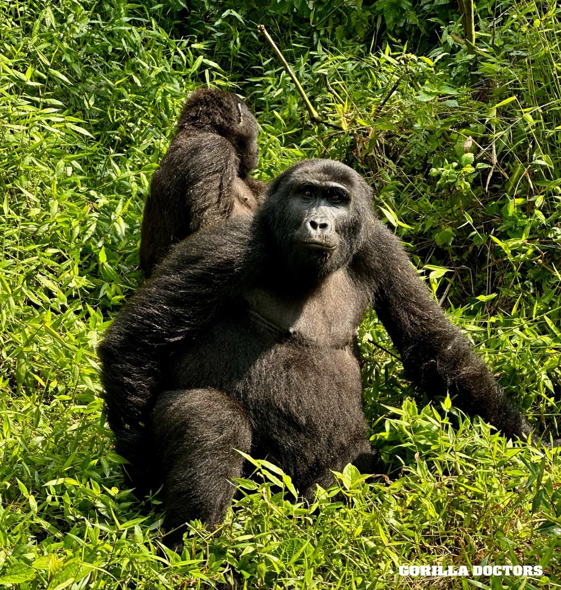Dr. Nelson visited Binyindo group in Bwindi Impenetrable National Park, Uganda on February 18. The group is comprised of 1 silverback, 5 adult females, and 1 juvenile. All 7 members of the group appeared to be in good health! Pictured: female Nyampaka