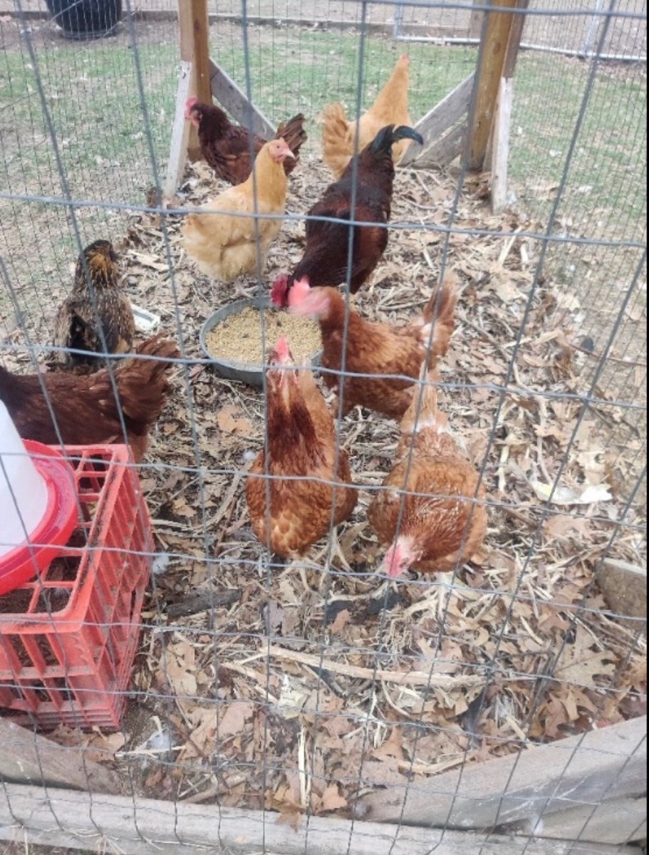 Wisdom all knowing tweet media