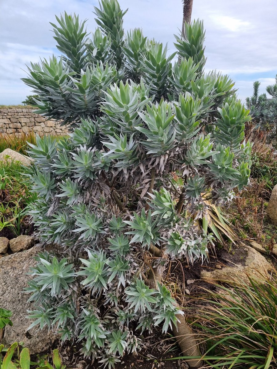 The plants you can grow in cornwall!! Amazing