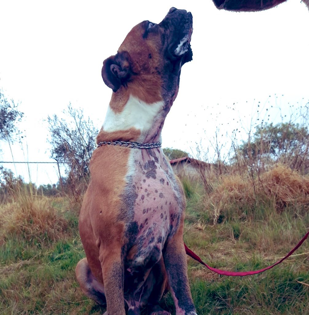 IvanNavaMx's tweet photo. ⭐️⭐️Compartir infinito⭐️⭐️

Me llamo Jay, soy un perrito Boxer Talla bastante grande casi gigante y no tengo una familia virtual ni nadie que me ayude, estoy en Adopcion responsable ya estoy con mi protocolo completo de salud y soy muy juguetón y con mucha energía, no me llevo muy bien con otros perritos machos pero con las hembras si, si me quieres adoptar me harías muy feliz por favor ayúdame compartiendo mucho mis fotos para ver si alguien me quiere. 

También si alguien quiere pagar mi estancia donde vivo estaré muy agradecido son $3600 pesos al mes más mi costal de croquetas que cuesta $600 pesos cada mes si tú quieres ayudarme contacta a @IvanNavaMx, muchísimas gracias por compartir esta publicación. #AyudanosAAyudar #GraciasPorElApoyo #GraciasPorTodo #RescateAnimal #IvanNavaMx #CDMX #AdoptaNoCompres #perros #Mexico #PerritosDeLaCalle 

También puedes ayudar con solamente un día de mi estancia son $120 pesos.

Mercado Pago
Beneficiario: Ivan Nava
CLABE: 646015206810770980
Institución: STP