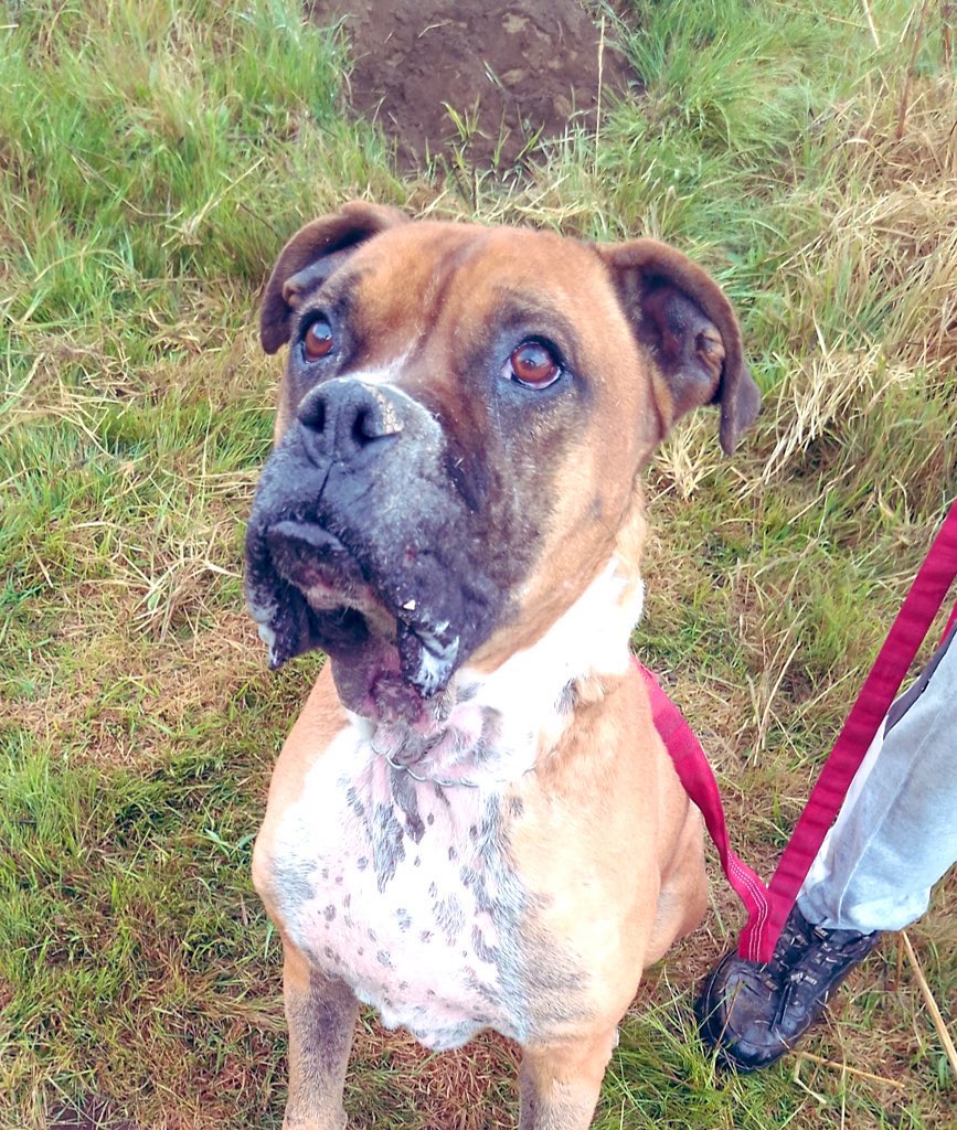 IvanNavaMx's tweet photo. ⭐️⭐️Compartir infinito⭐️⭐️

Me llamo Jay, soy un perrito Boxer Talla bastante grande casi gigante y no tengo una familia virtual ni nadie que me ayude, estoy en Adopcion responsable ya estoy con mi protocolo completo de salud y soy muy juguetón y con mucha energía, no me llevo muy bien con otros perritos machos pero con las hembras si, si me quieres adoptar me harías muy feliz por favor ayúdame compartiendo mucho mis fotos para ver si alguien me quiere. 

También si alguien quiere pagar mi estancia donde vivo estaré muy agradecido son $3600 pesos al mes más mi costal de croquetas que cuesta $600 pesos cada mes si tú quieres ayudarme contacta a @IvanNavaMx, muchísimas gracias por compartir esta publicación. #AyudanosAAyudar #GraciasPorElApoyo #GraciasPorTodo #RescateAnimal #IvanNavaMx #CDMX #AdoptaNoCompres #perros #Mexico #PerritosDeLaCalle 

También puedes ayudar con solamente un día de mi estancia son $120 pesos.

Mercado Pago
Beneficiario: Ivan Nava
CLABE: 646015206810770980
Institución: STP