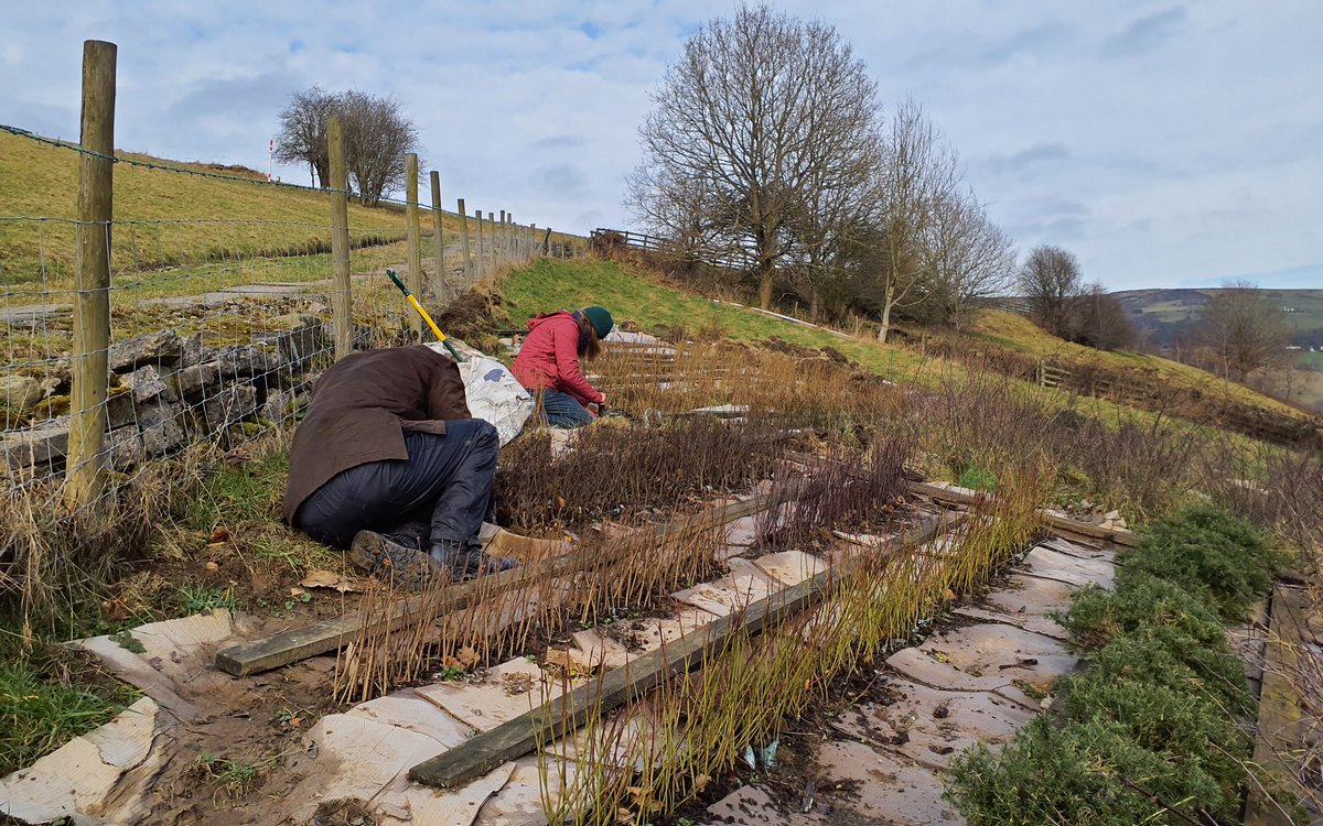 Forus Tree @forustree.bsky.social tweet media