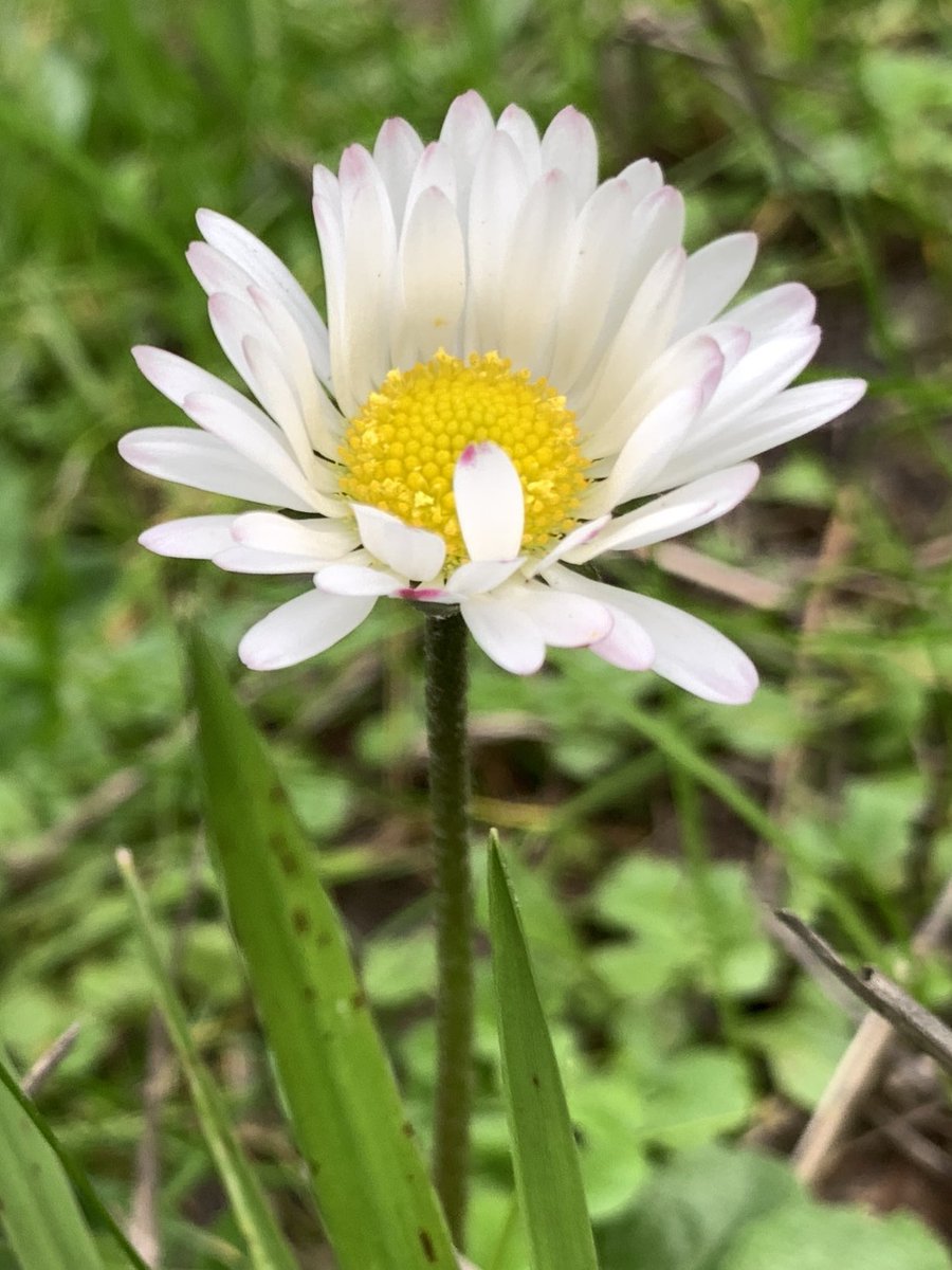 Pessimistic Persimmon tweet media