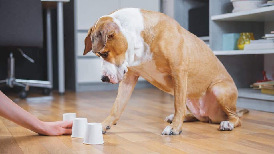 WarmSnouts's tweet photo. Keep your pup’s mind sharp with mental stimulation! 🐾✨ Try puzzle toys, training games, or scent work to challenge their brain and prevent boredom. A happy dog is a busy dog! 🧠🐶 #DogCare #MentalStimulation #PetTips https://t.co/aI0W7t9CYx