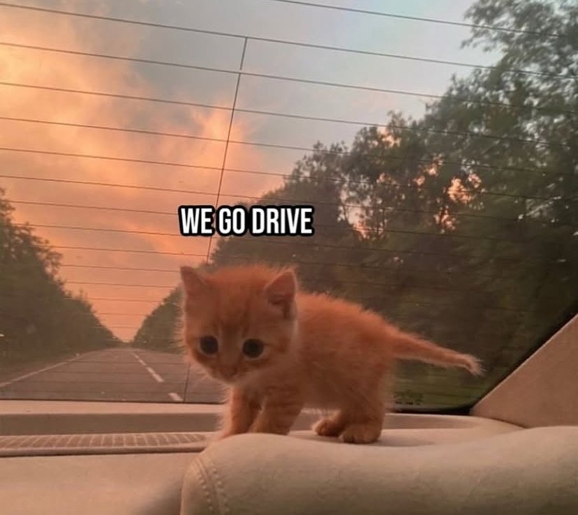 Catsillyness tweet picture