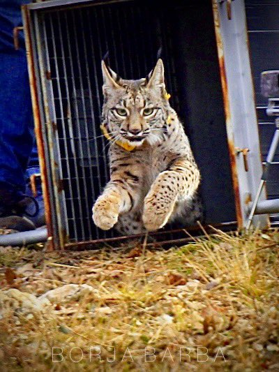 BorjaBarba's tweet image. El lunes se produjo un hito histórico con la reintroducción del lince ibérico en #Palencia. Concretamente cerca de Astudillo. Hasta seis ejemplares serán liberados en las próximas semanas, con el objetivo de que el lince reconquiste un espacio que ya fue suyo hace medio siglo.