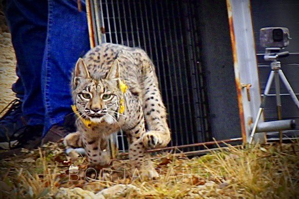 BorjaBarba's tweet image. El lunes se produjo un hito histórico con la reintroducción del lince ibérico en #Palencia. Concretamente cerca de Astudillo. Hasta seis ejemplares serán liberados en las próximas semanas, con el objetivo de que el lince reconquiste un espacio que ya fue suyo hace medio siglo.