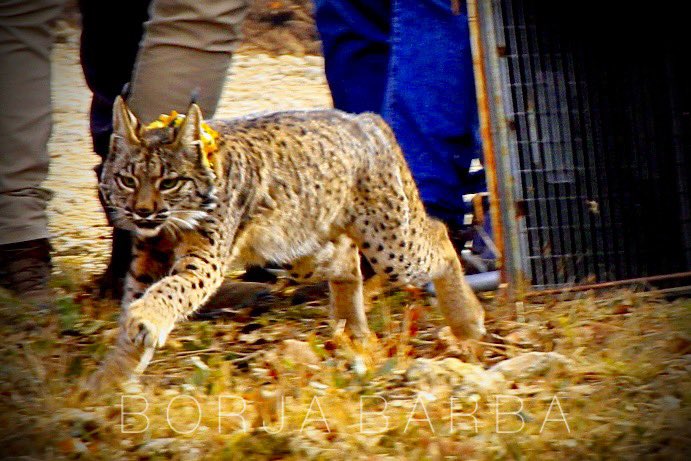 BorjaBarba's tweet image. El lunes se produjo un hito histórico con la reintroducción del lince ibérico en #Palencia. Concretamente cerca de Astudillo. Hasta seis ejemplares serán liberados en las próximas semanas, con el objetivo de que el lince reconquiste un espacio que ya fue suyo hace medio siglo.