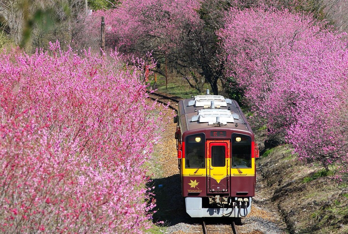 2025年3月22日（土）から「トロッコわたらせ渓谷号」が運行開始、「トロッコわっしー号」は２往復運転に変わります。
3月22日のトロッコ整理券は、2月22日の午前11時から発売開始です。
みなさまのご乗車をお待ち申し上げております。
