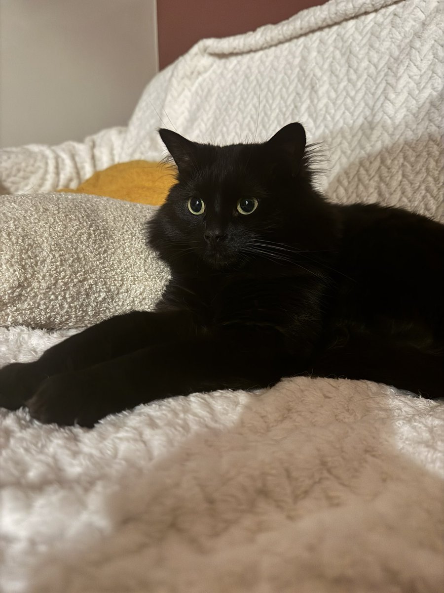 polarbeeru's tweet image. J’ai enfin réussi à faire des jolies photos de pipitre donc tenez prenez un peu de pipitre dans votre TL