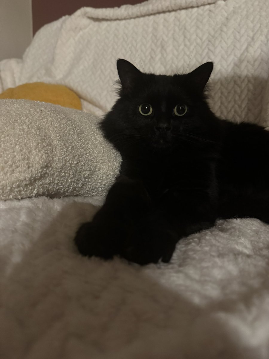 polarbeeru's tweet image. J’ai enfin réussi à faire des jolies photos de pipitre donc tenez prenez un peu de pipitre dans votre TL