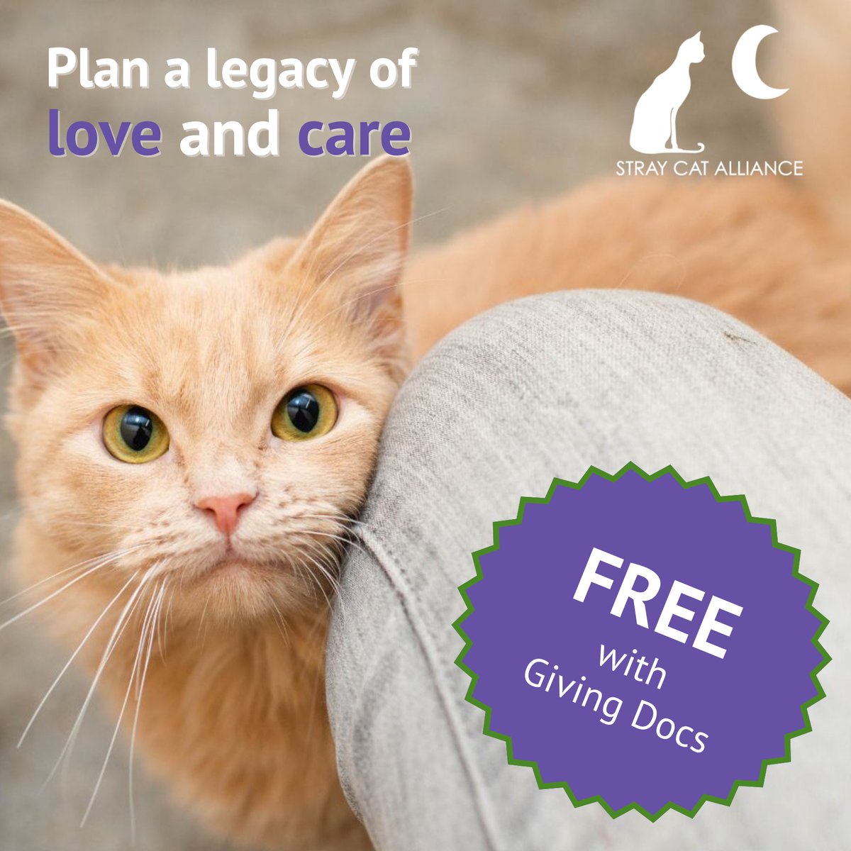 Stray Cat Alliance tweet media