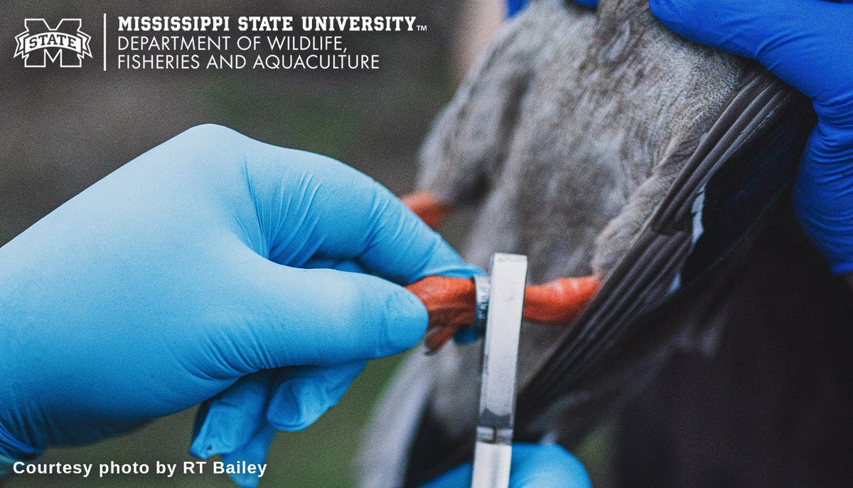MSU Wildlife, Fisheries, and Aquaculture (@msuwfa) on Twitter photo Exciting Waterfowl Research! 🦆📡🎒
#MSUWFA <a href="/JamesCallicutt/">James Callicutt</a> & team are launching a major #mallard study! With partners, they're banding & deploying GPS transmitters to track habitat use in the North Delta. Full-scale effort begins Fall '25, stay tuned!
#MSUEXT #MSUCFR #Waterfowl Exciting Waterfowl Research! 🦆📡🎒
#MSUWFA <a href="/JamesCallicutt/">James Callicutt</a> & team are launching a major #mallard study! With partners, they're banding & deploying GPS transmitters to track habitat use in the North Delta. Full-scale effort begins Fall '25, stay tuned!
#MSUEXT #MSUCFR #Waterfowl