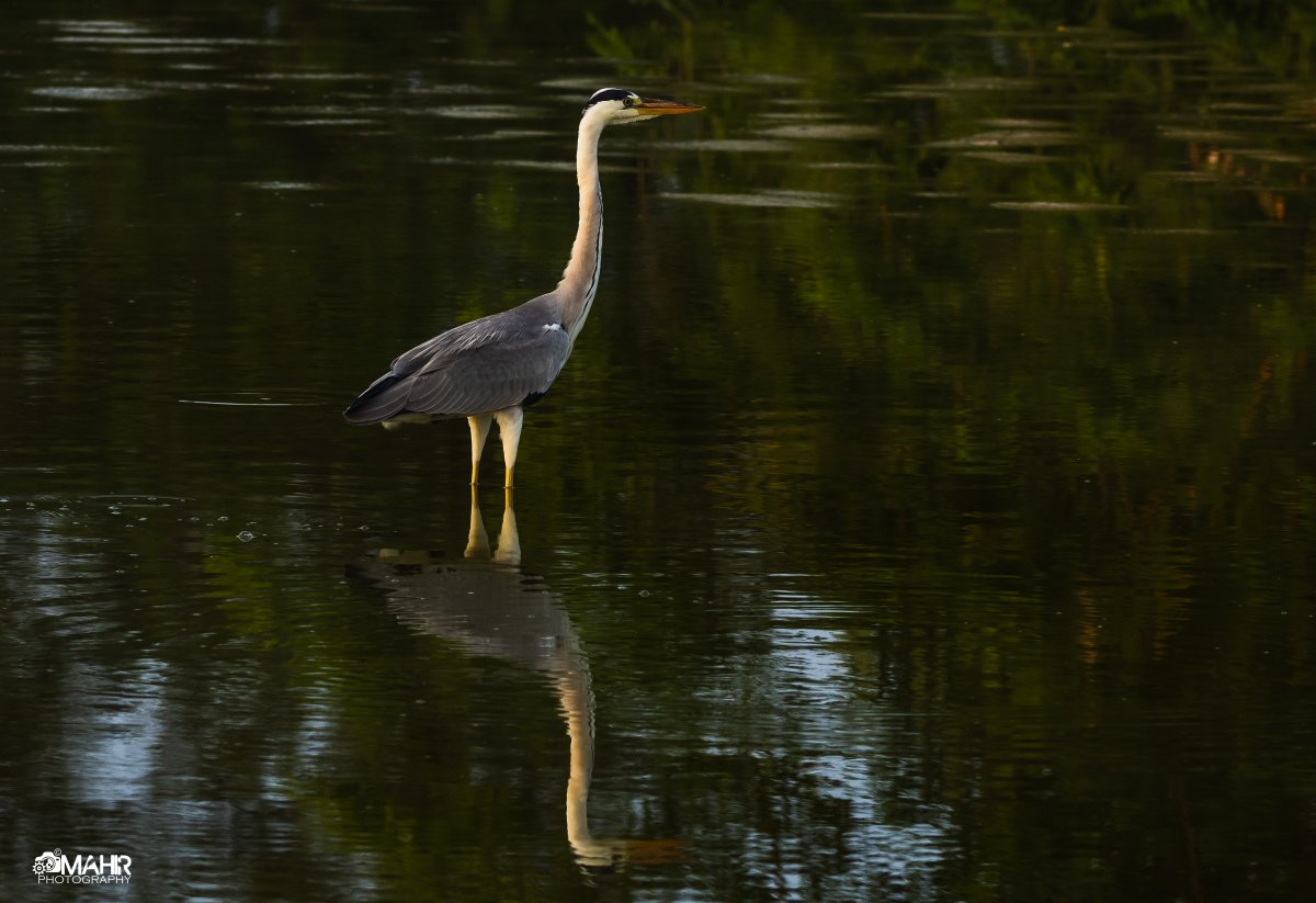 #heron