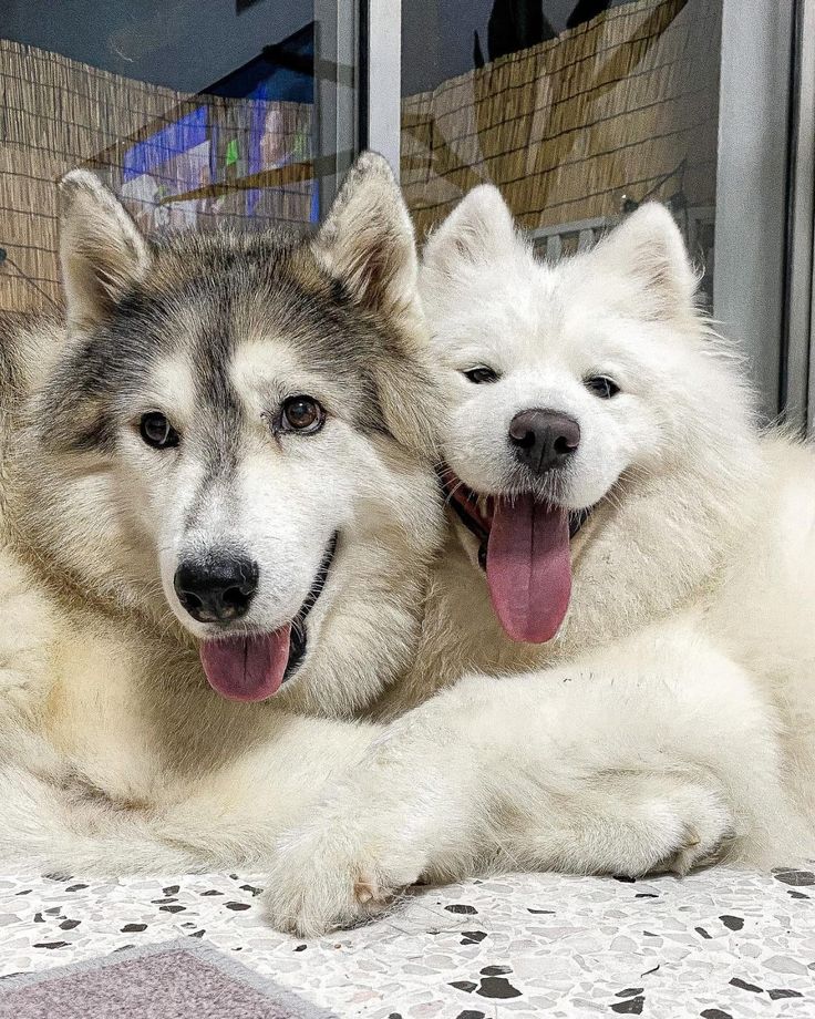 dogs so cute that could save the world (@dogssaveworld) on Twitter photo 