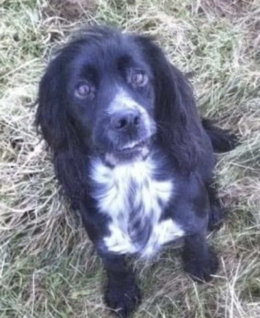 spaniel alert tweet media