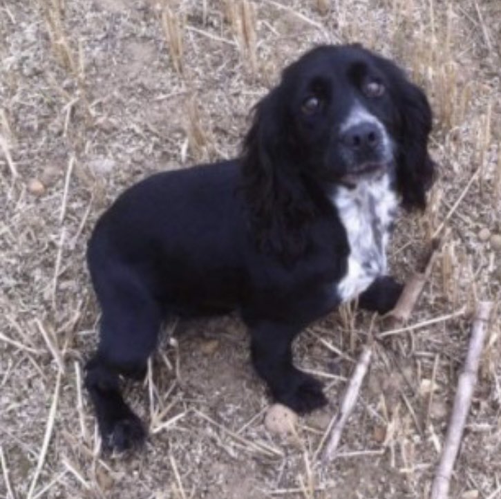 spaniel alert tweet media