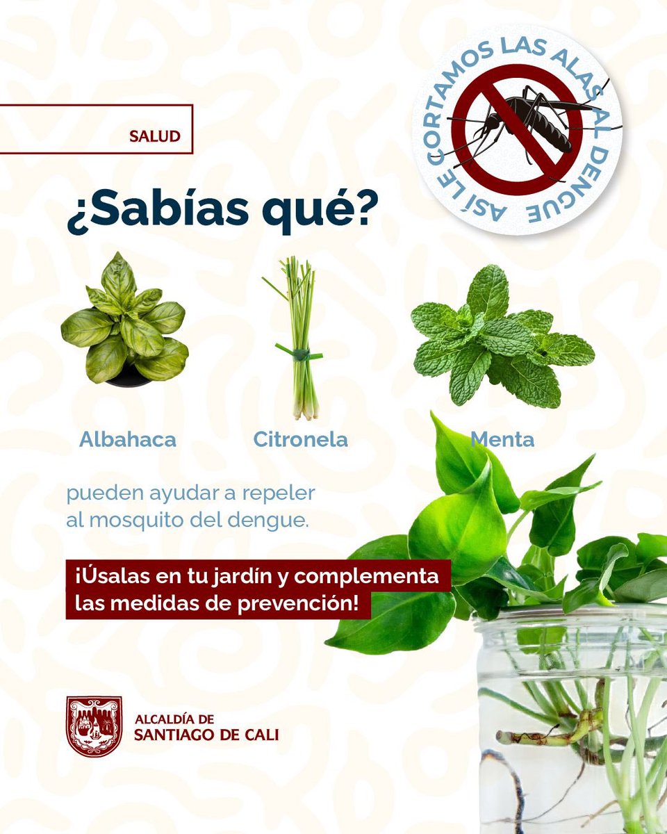 ¡Cuidado con el dengue! 🌿🌱 
Algunas plantas pueden ayudarte a prevenirlo de manera natural. Pero no olvides revisar bien las plantas, los mosquitos se esconden en el agua estancada.🦟 
¡Mantén a raya a los peligros y haz de la naturaleza tu aliada! ✊🏼