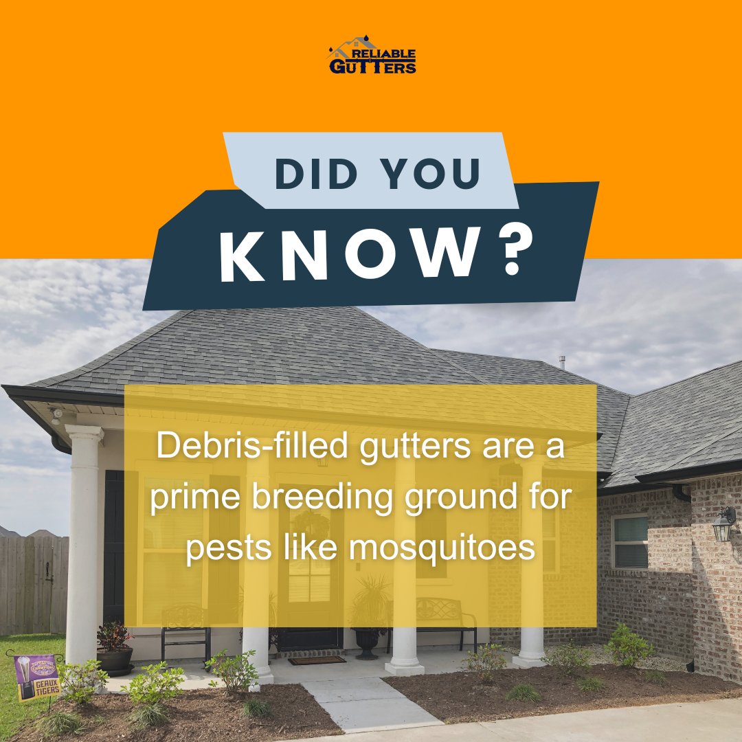 RGuttersPro's tweet image. 🦟🚨 Clogged gutters = mosquito paradise! Standing water trapped by debris creates the perfect breeding ground. Keep your gutters clean &amp;amp; your home pest-free! 💧🏡 

#GutterCare #StayBugFree #CleanGutters #HomeMaintenance