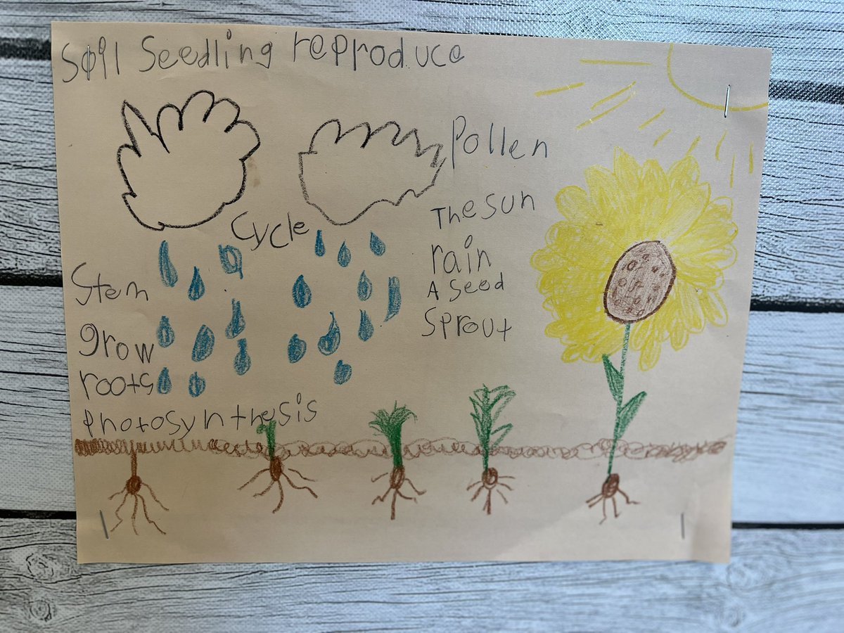 Shantel N. Patt (@growreadlearn) on Twitter photo Today, my students used the AVID One-Pager strategy to creatively summarize and showcase their understanding of the plant life cycle! ๐ฑ๐ #AVID #PlantLifeCycle #RISDBeTheOne #TotallyHPPM #HPPMisAVID Today, my students used the AVID One-Pager strategy to creatively summarize and showcase their understanding of the plant life cycle! ๐ฑ๐ #AVID #PlantLifeCycle #RISDBeTheOne #TotallyHPPM #HPPMisAVID