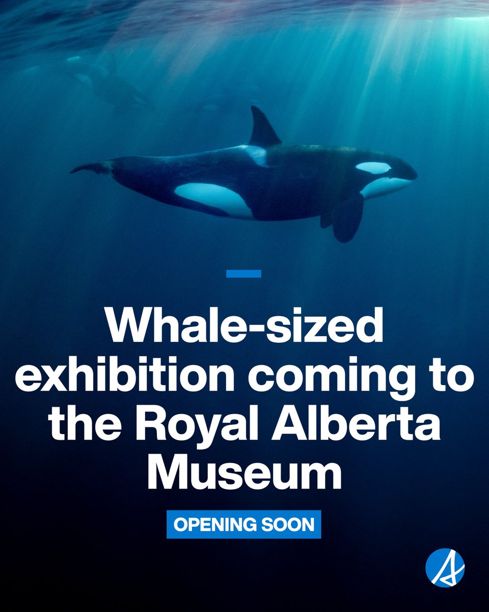 Alberta Government (@youralberta) on Twitter photo 🌊🐋 OPENING SOON!
Orcas: Our Shared Future is coming to the <a href="/RoyalAlberta/">Royal Alberta Museum</a> Museum
Explore life-size orcas, fossils, films & Indigenous art starting May 16!
Learn more: alberta.ca/release.cfm?xI… <a href="/AlbertaCulture/">Alberta Arts, Culture and Status of Women</a> 🌊🐋 OPENING SOON!
Orcas: Our Shared Future is coming to the <a href="/RoyalAlberta/">Royal Alberta Museum</a> Museum
Explore life-size orcas, fossils, films & Indigenous art starting May 16!
Learn more: alberta.ca/release.cfm?xI… <a href="/AlbertaCulture/">Alberta Arts, Culture and Status of Women</a>