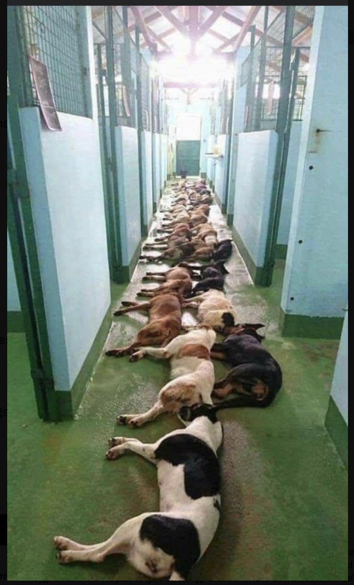 EASpenser's tweet photo. This is what #NYCACC looks like at the end of the week. They kill 1 or 2 dogs/day on weekdays, then kill 5–9 dogs over the w/e. They have a vet tech do that killing.
Today they KILLED #TwoToTango: 
https://t.co/hSf5LQZNyO
...probably from spite over all the protests against them. https://t.co/qzIUmK85hn