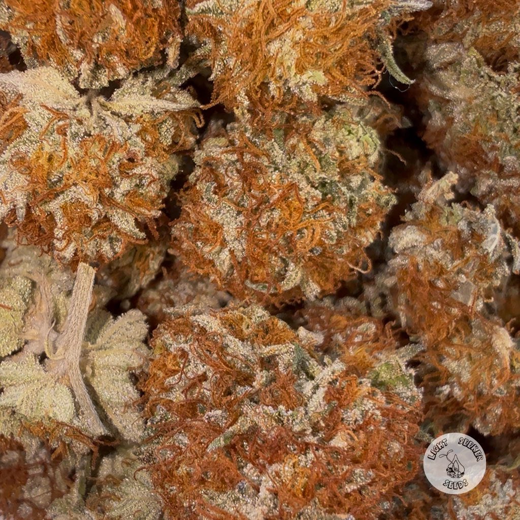 Freshly trimmed  Heartbreaker F2 # 11, the dark orange hairs really stand out against the background of frosty bulbous trichomes, this one leaning more towards the ogs all phenos ive seen are dense and frosty a lot of amazing profiles in the F2, one for the lovers of og’s #weed