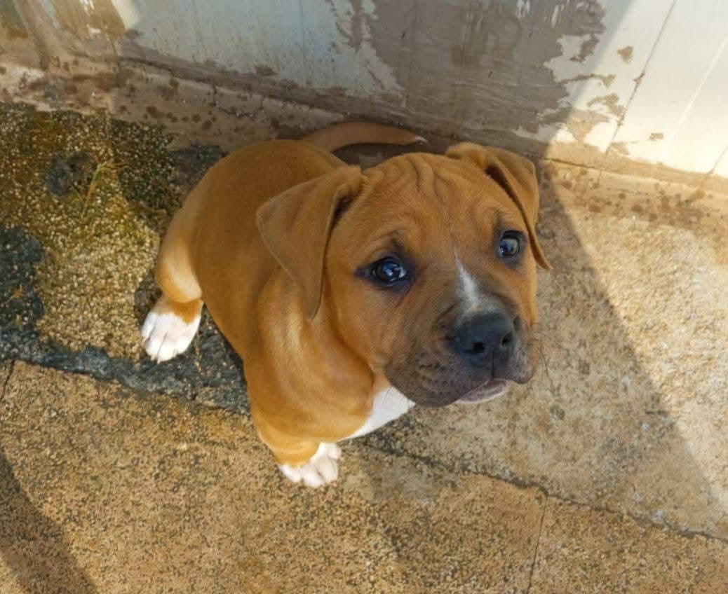 Ricevo da Bari,Quando pensi "Basta cani" arriva anche lui.
Mr. BIG

Bello come il sole. 

Un cucciolo di circa tre mesi.
mix Amstaff.

Si affida con obbligo di castrazione.

Cerca casa.
Bari info adozione 3283644681 whatsApp grazie