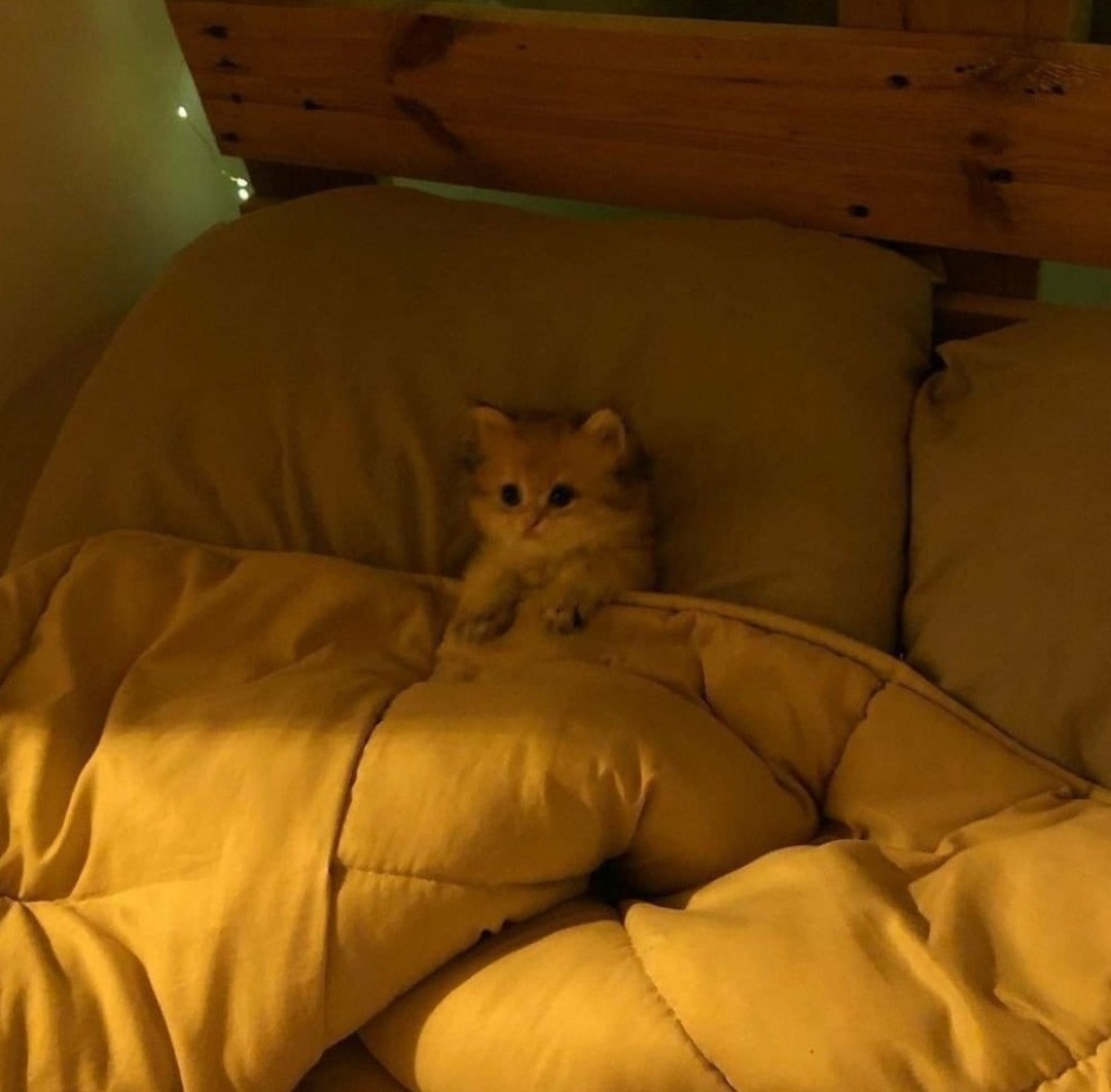 hîv. (@sorrrowfull) on Twitter photo 