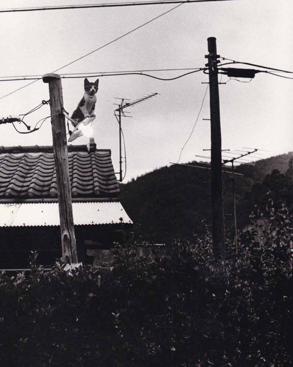 pinakotheca's tweet photo. “Sasuke! My Dearest Cat!,” Masahisa Fukase, 1978. Scanned by me. https://t.co/2BZz6fgJpD