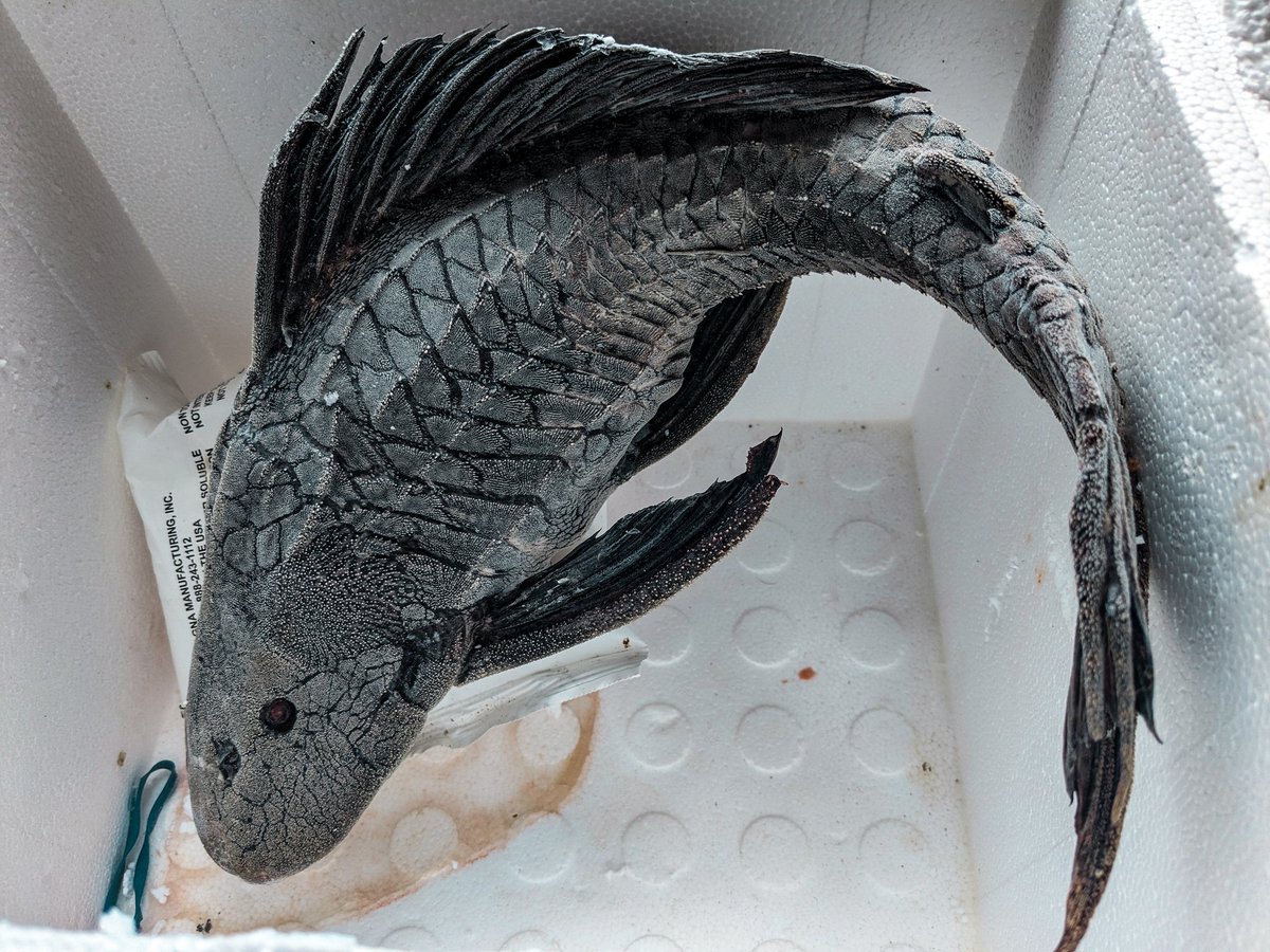 garethjfraser's tweet photo. The things we find in freezers. This giant ancistrus ('armored catfish') was hiding deep inside the freezer; discovered during a routine defrosting! 😂 Exquisitely preserved! #catfish #fishlab #weirdfishes https://t.co/YSv3jXvoYC