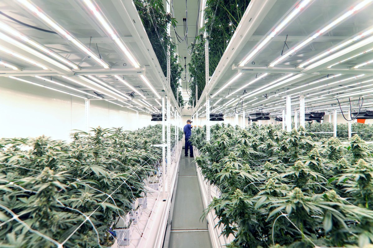 Crop check ✅