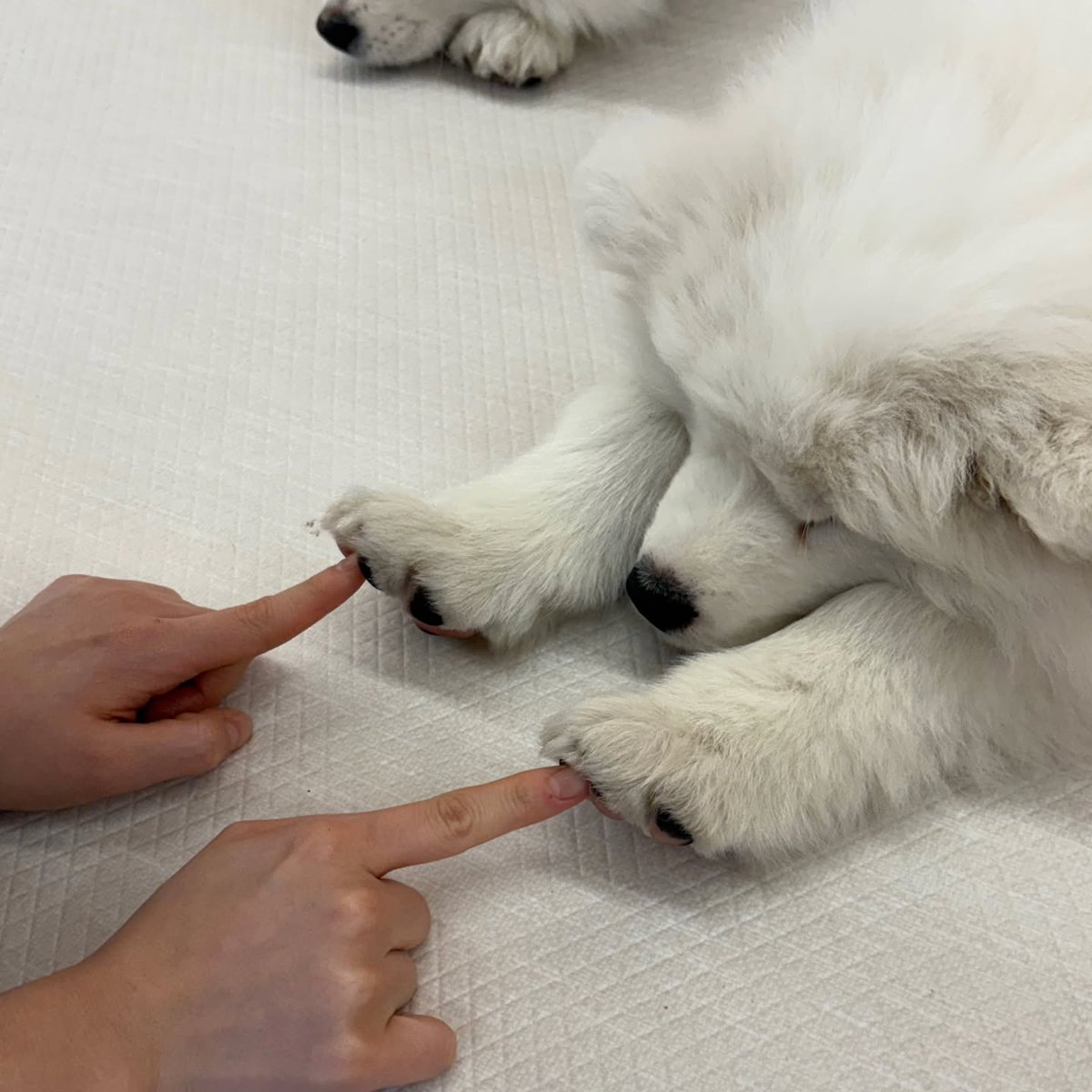 dogs so cute that could save the world (@dogssaveworld) on Twitter photo 