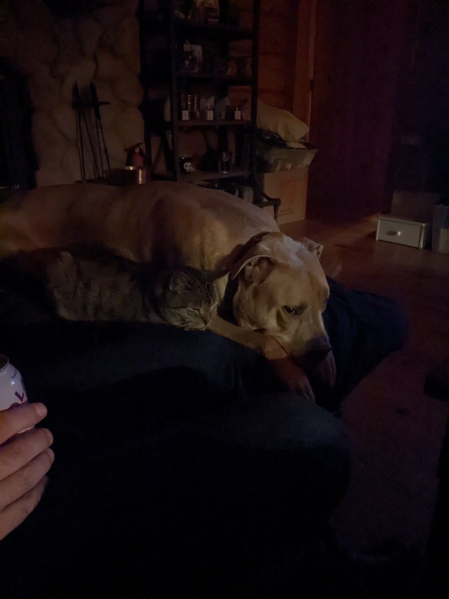 longshotauthor's tweet image. For those wondering about Fenris and Bru. They snuggle up sometimes still.