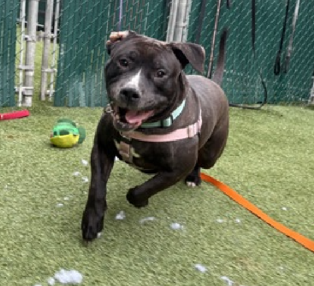 NMBewitched's tweet image. A week in the life of a shelter dog 
#SaveBart 
#WednsedayBart is working on getting in shape for this weekend. Hoping to attract his furever human 

Laps around the yard
Trying to convince the handler to play 
Just throw the toy for him

Bart is available to #Adopt or #Foster