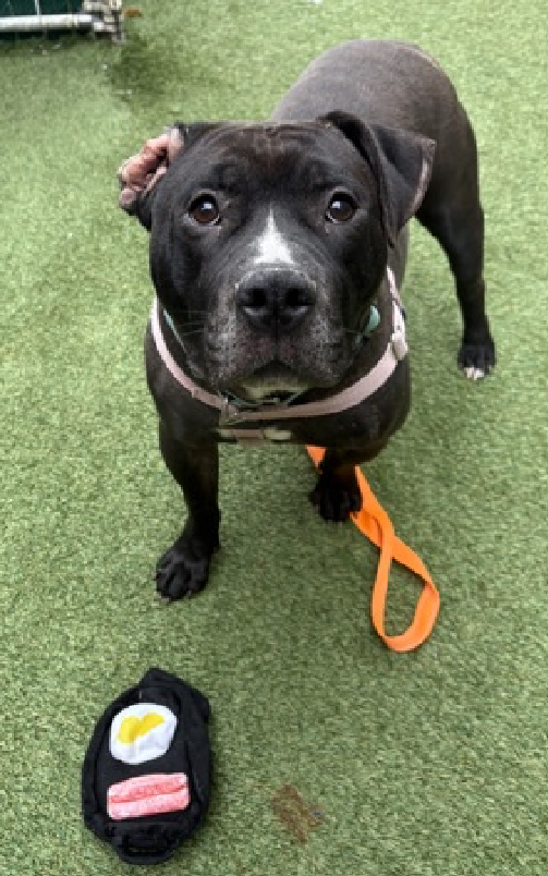 NMBewitched's tweet image. A week in the life of a shelter dog 
#SaveBart 
#WednsedayBart is working on getting in shape for this weekend. Hoping to attract his furever human 

Laps around the yard
Trying to convince the handler to play 
Just throw the toy for him

Bart is available to #Adopt or #Foster
