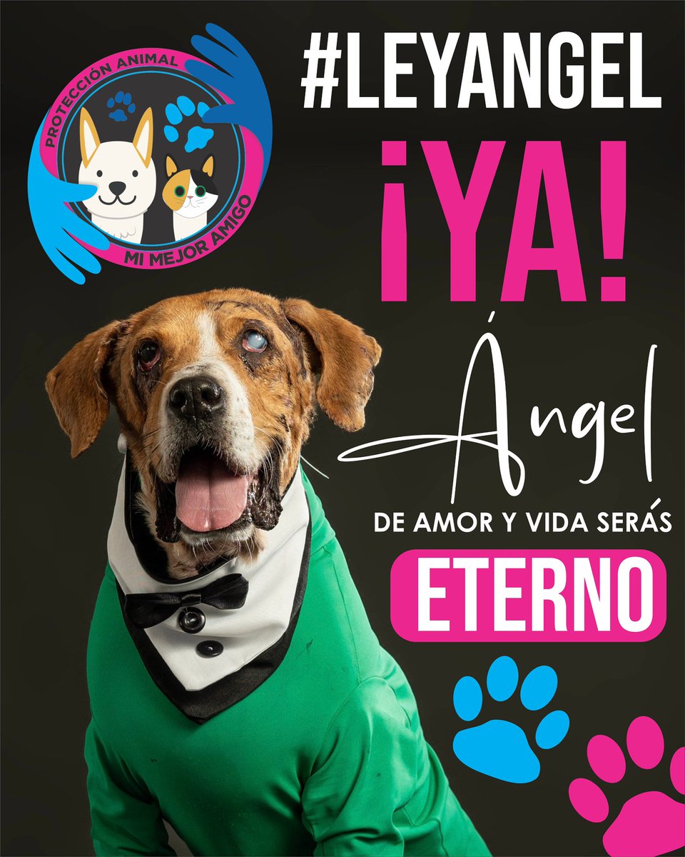 Asociacion de Protección Animal Mi Mejor Amigo tweet media