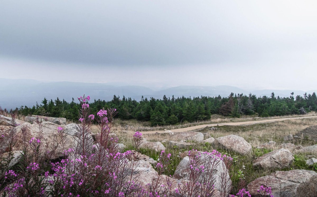 FreeRTravellers's tweet photo. 3 days in the Harz – what should you see? Read along and discover 5 exciting adventures we highly recommend! 
https://t.co/nYqmb1EMSQ 
#harz #harzmountains #germany https://t.co/webpdDjTqw