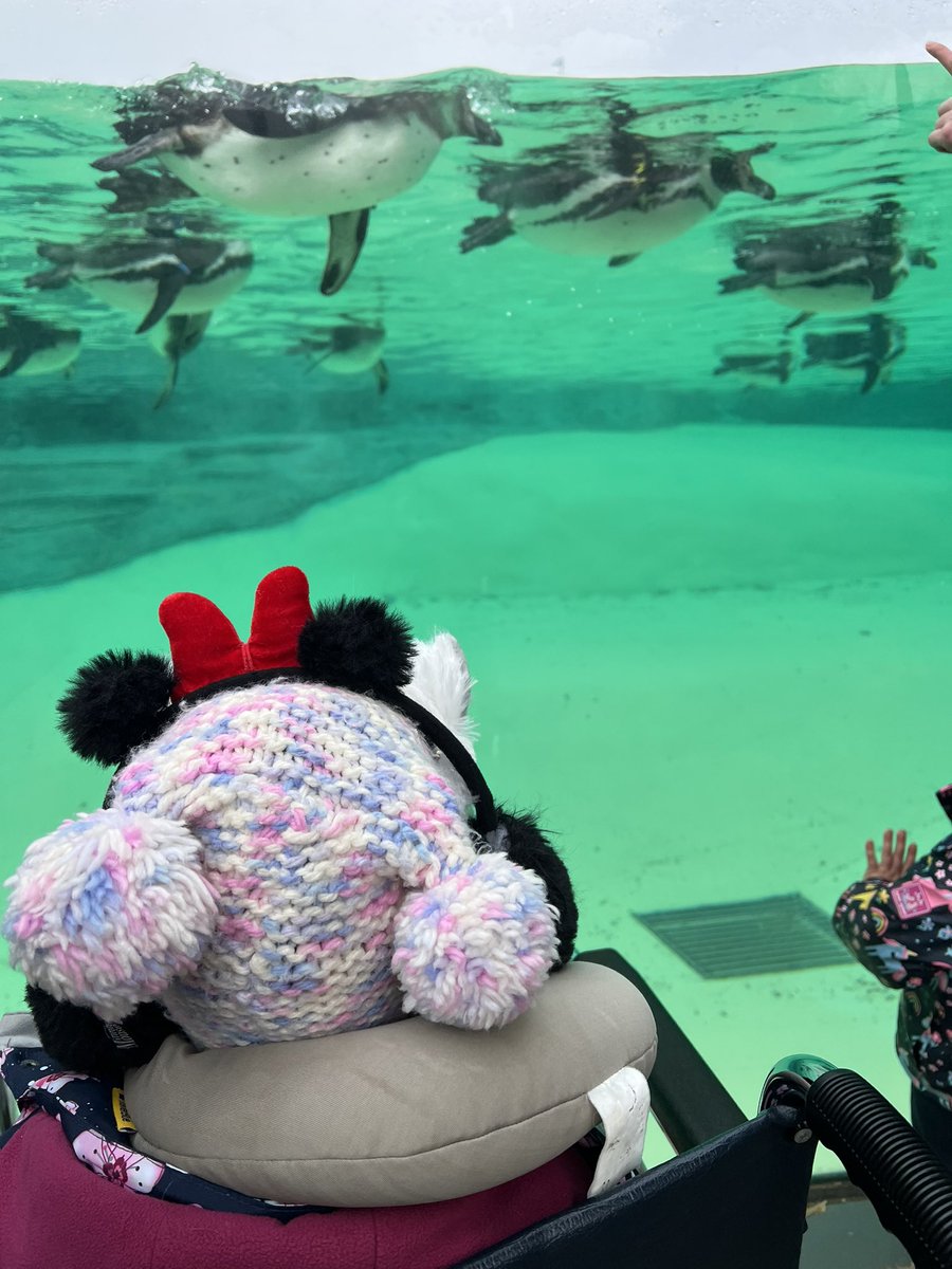 FayeFayeb223's tweet image. Today was the first time we have needed to borrow/use a #wheelchair for our daughter due to her #arthritis. It was great to see how easy @chesterzoo made this process &amp;amp; see 1st hand how they make the zoo #accessibleforall 
#JIA #thinkarthritis #childrengetarthritistoo @JARProject