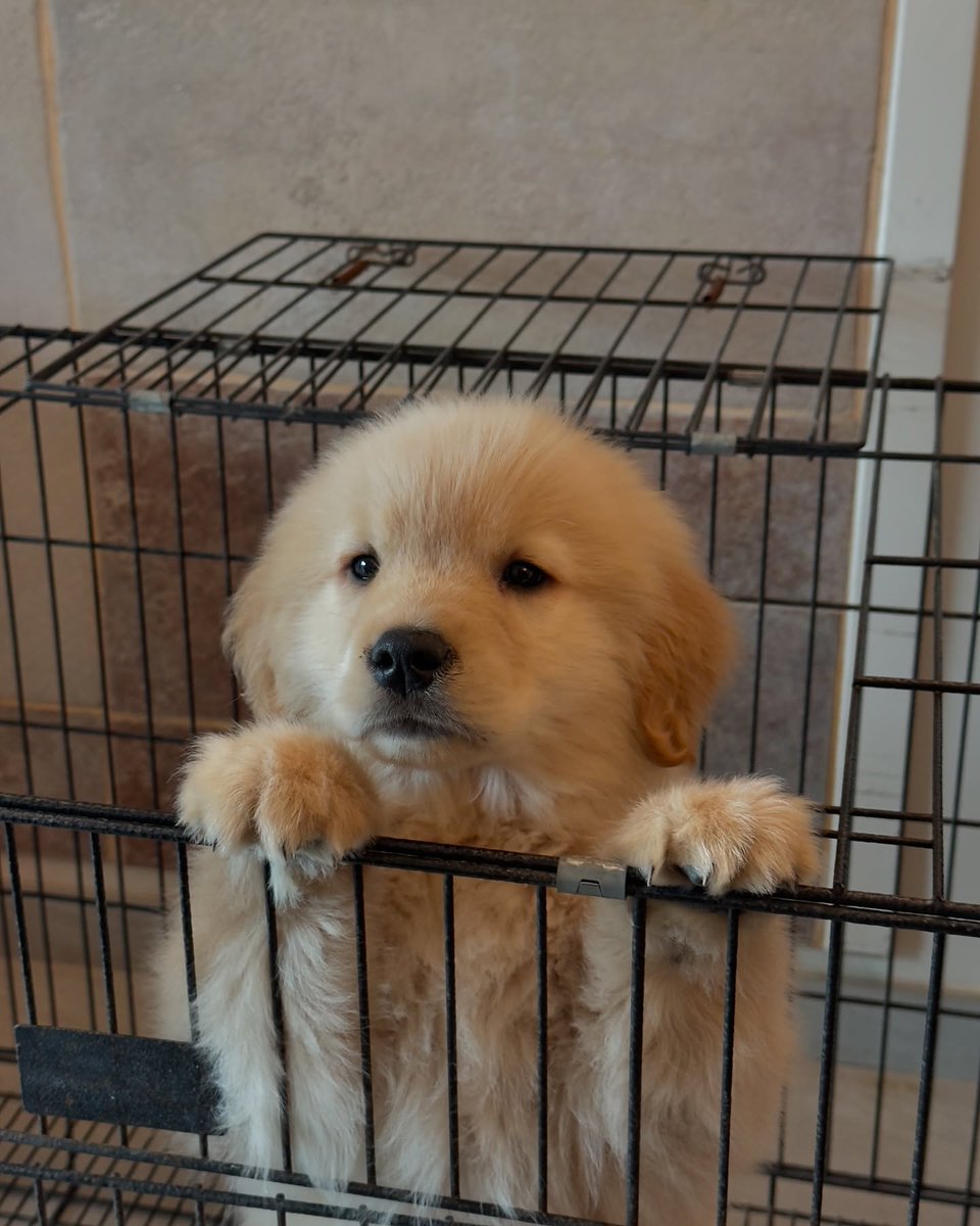 dogssaveworld's tweet photo. https://t.co/iGHYuTBI6w